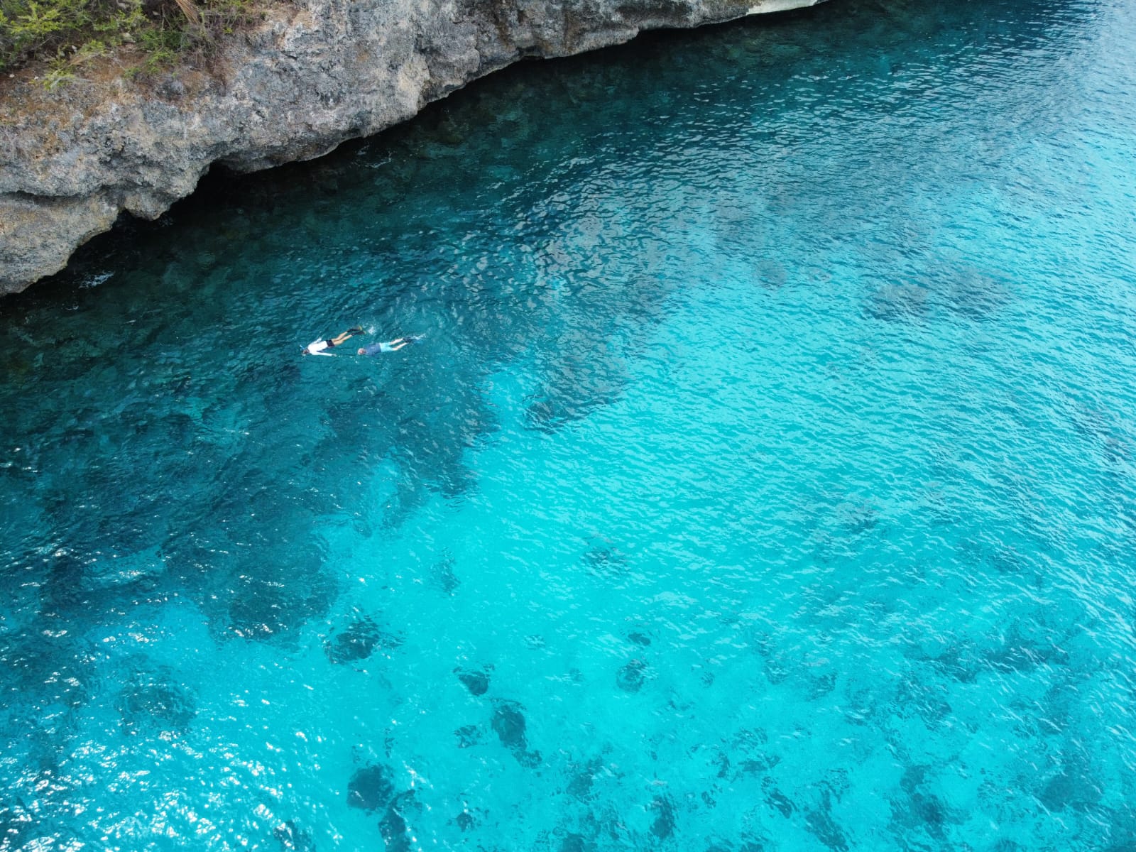 Colorful marine life and coral