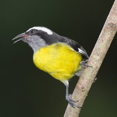 Barika hel (bananaquit)