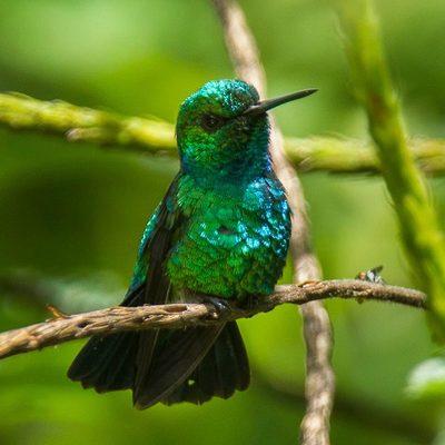 Blenchi (blue-tailed emerald)