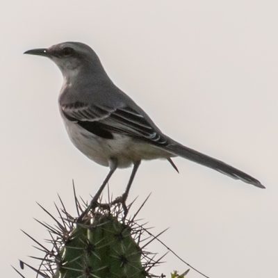Chuchubi (tropical mockingbird)