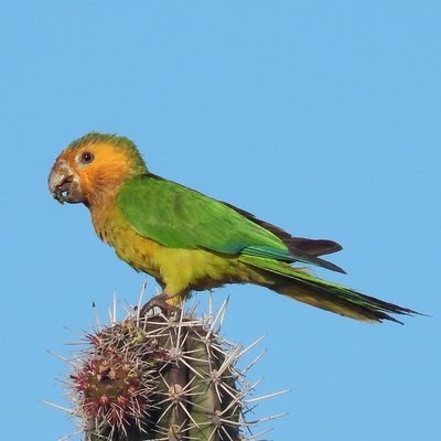 Prikichi (brown-throated parakeet)