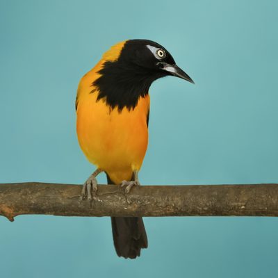 Trupial (Venezuelan troupial)