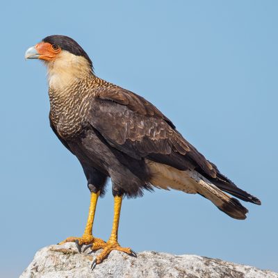 Warawara (crested caracara)